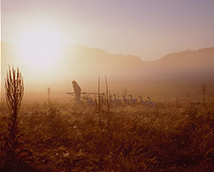 Moon Goose Colony, Agnes Meyer-Brandis