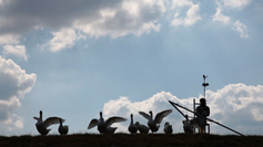 Moon Goose Colony, Agnes Meyer-Brandis