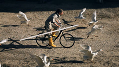 Moon Goose Colony, Agnes Meyer-Brandis