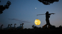 Moon Goose Colony, Agnes Meyer-Brandis