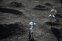 Moon Goose Colony, Agnes Meyer-Brandis