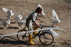 Moon Goose Colony, Agnes Meyer-Brandis