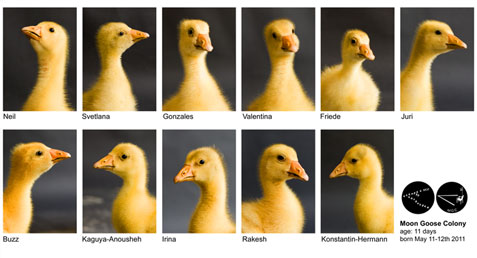 Moon Geese Portraits