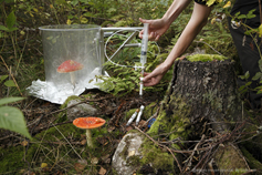 Amanita Measuring